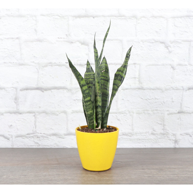 Zeylancia Snake Plant in Yellow Biodegradable Pot