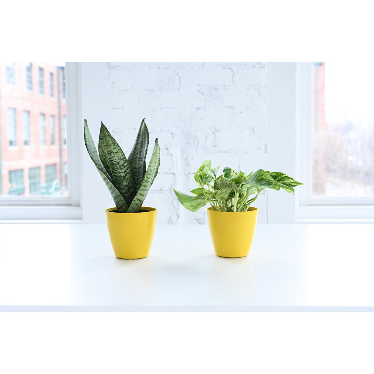 Zeylancia Snake Plant in Yellow Biodegradable Pot
