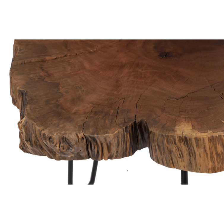 Burled Wood Slice Coffee Table with Black Metal Legs, Small