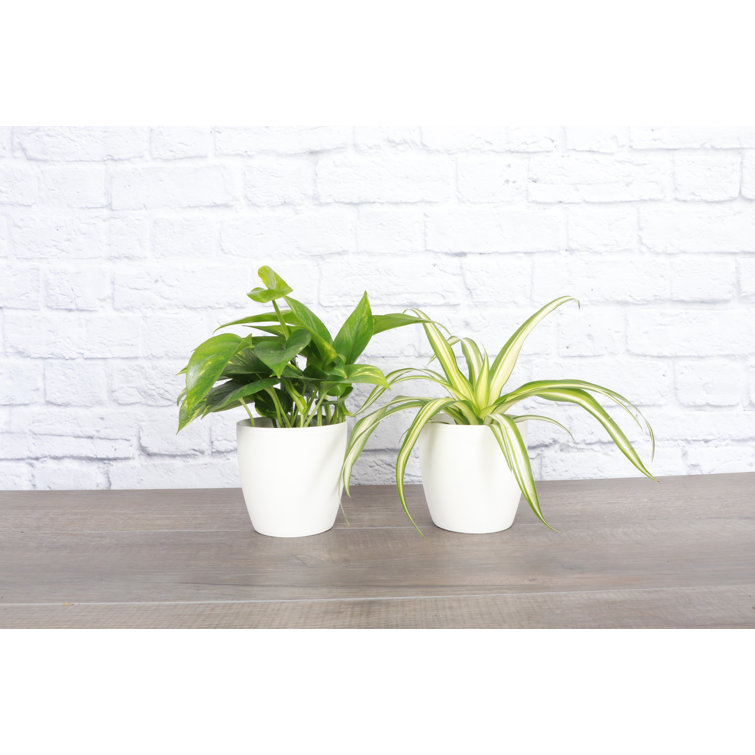 White Ceramic Indoor Air Purifying Houseplant Set
