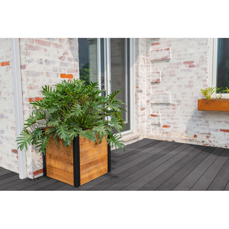Mezza 22" Golden Brown Cedar Cube Planter with Modern Minimalist Design