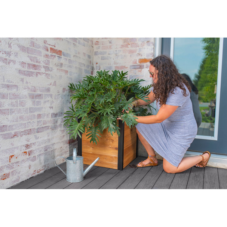 Mezza 22" Golden Brown Cedar Cube Planter with Modern Minimalist Design