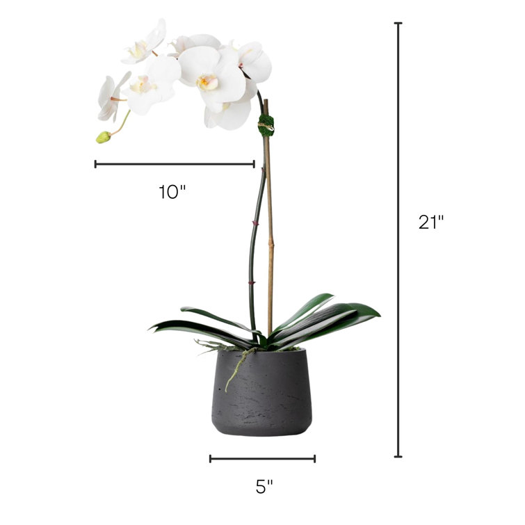21" White Phalaenopsis Orchid in Black Fiberclay Pot