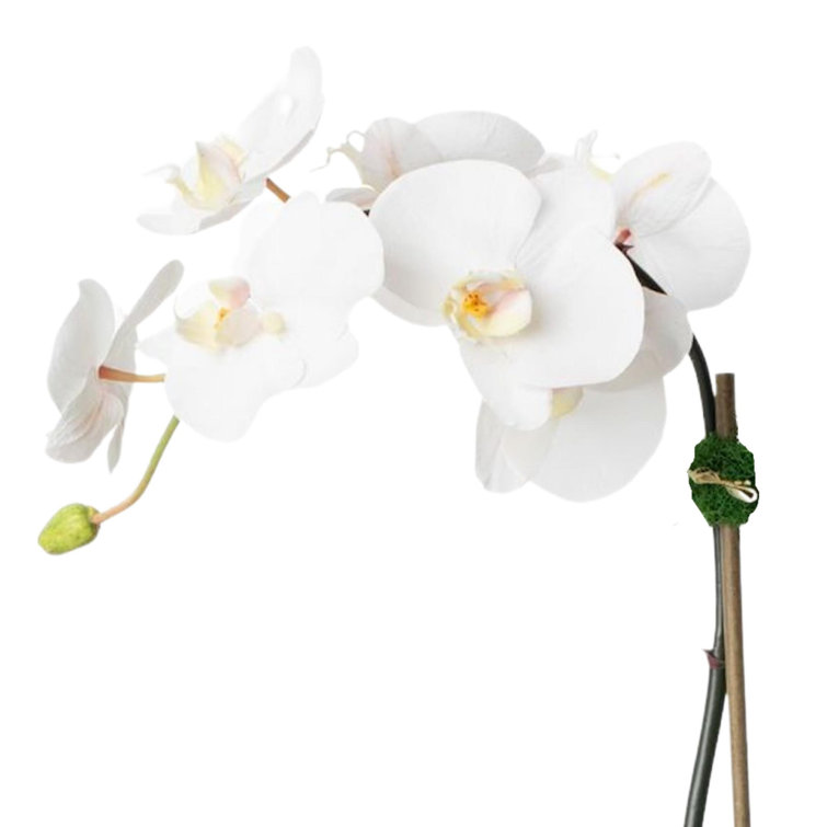 21" White Phalaenopsis Orchid in Black Fiberclay Pot