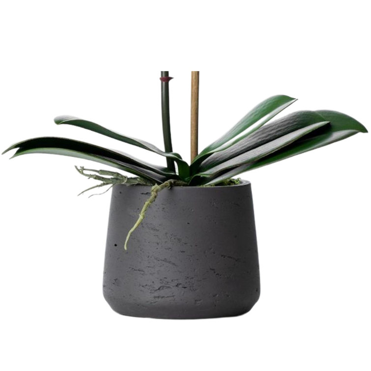 21" White Phalaenopsis Orchid in Black Fiberclay Pot