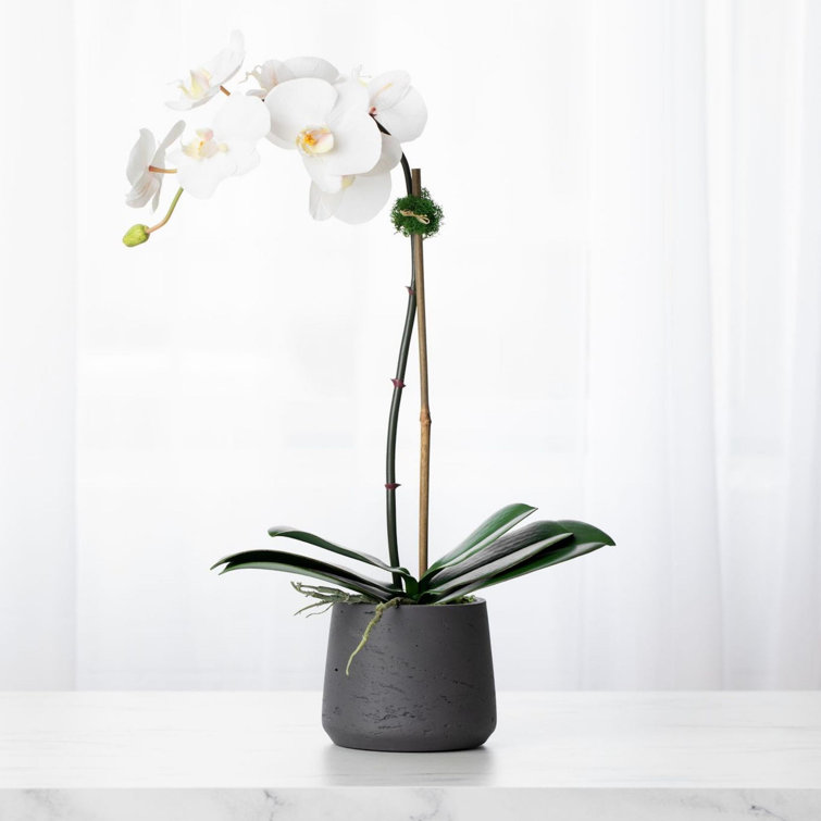 21" White Phalaenopsis Orchid in Black Fiberclay Pot