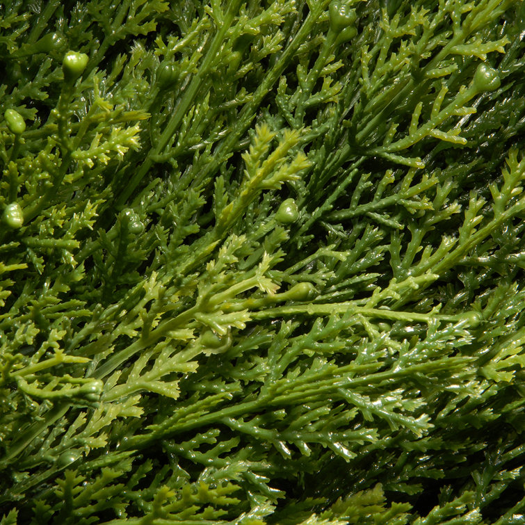 48" Green Plastic Juniper Spiral Topiary in Urn