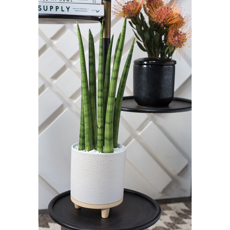 Fenna Round White and Cream Ceramic Footed Planter