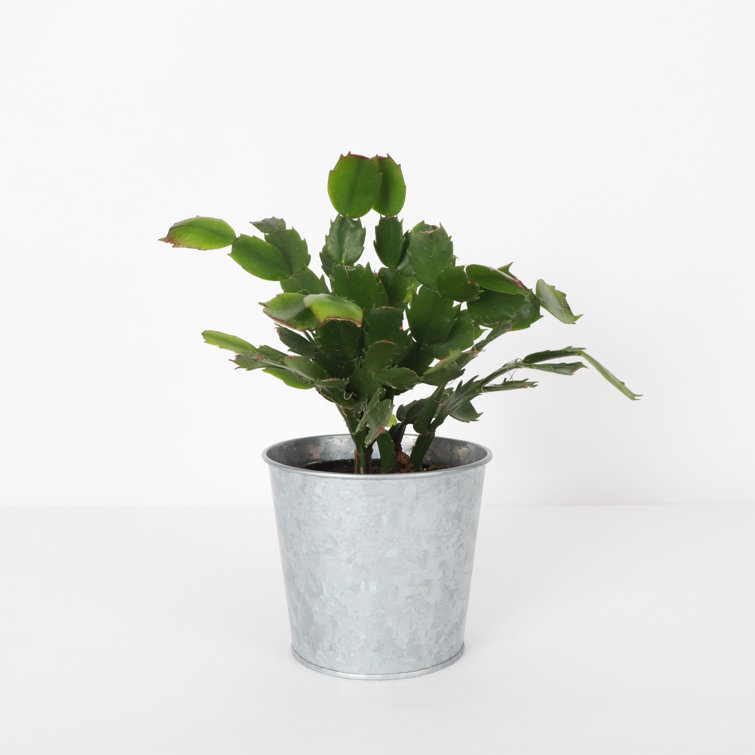 Live Holiday Cactus Plant in Silver Metal Pot