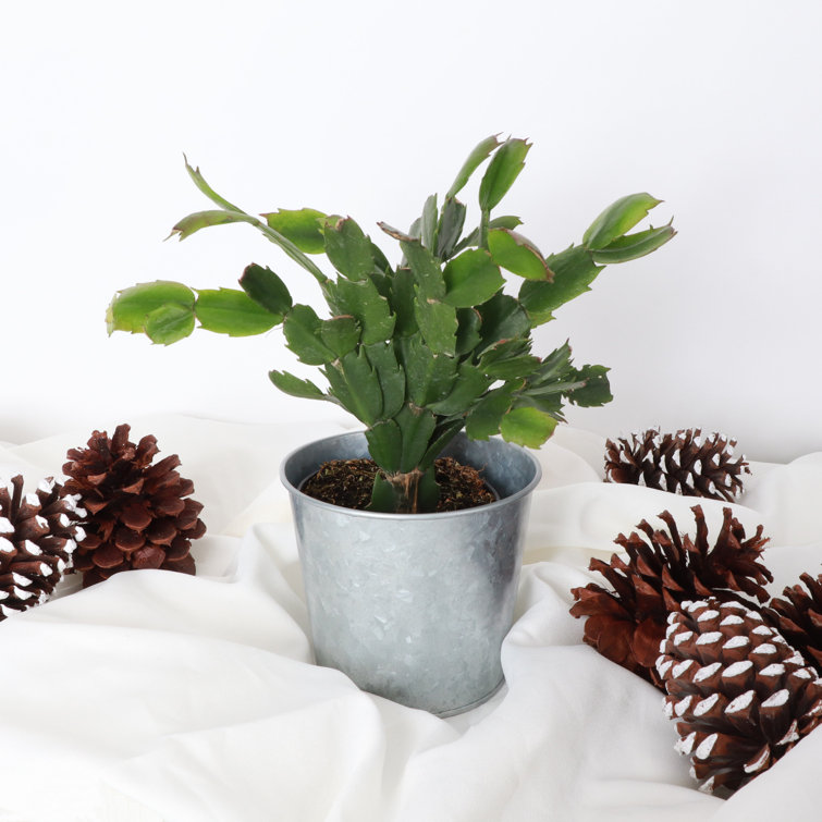 Live Holiday Cactus Plant in Silver Metal Pot