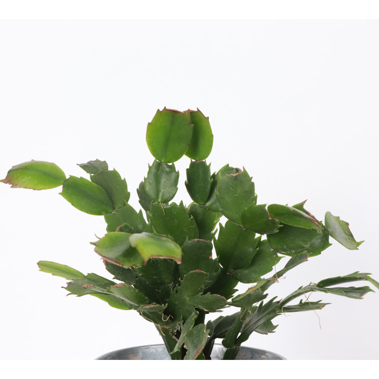 Live Holiday Cactus Plant in Silver Metal Pot