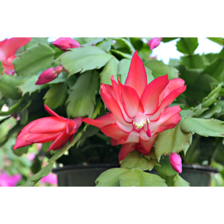 Live Holiday Cactus Plant in Silver Metal Pot