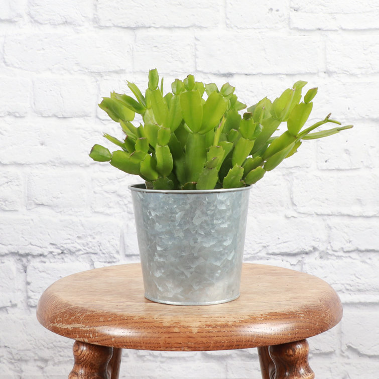 Live Holiday Cactus Plant in Silver Metal Pot
