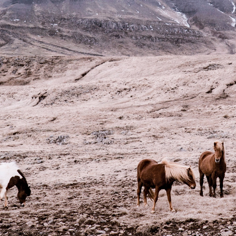 Wild Horses Gray and Brown Canvas Print with Walnut Frame
