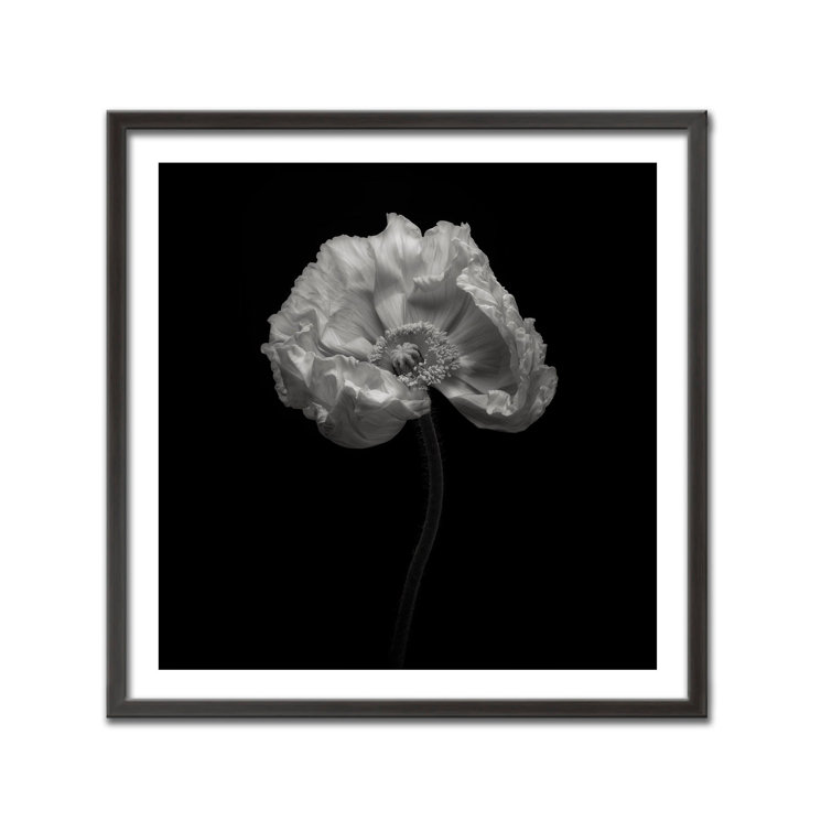 Monochromatic Poppy Flower Framed Print, 24" x 24"