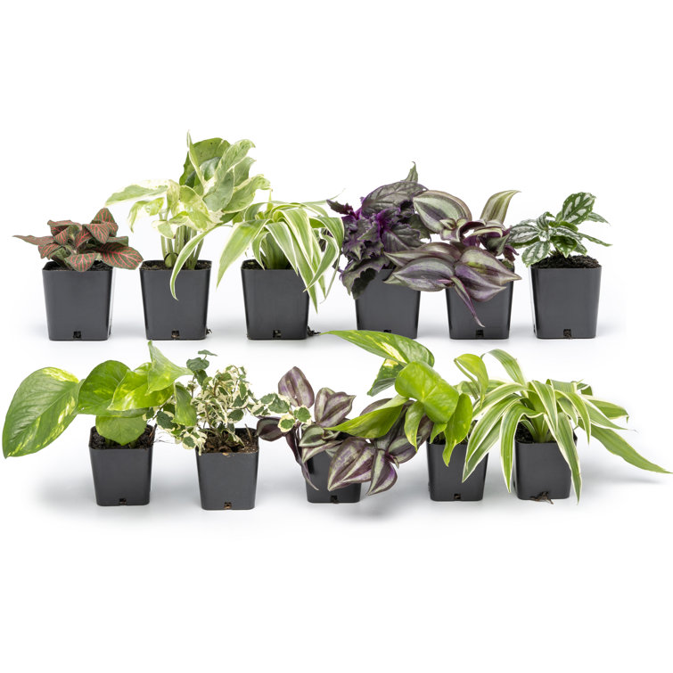 Assorted Easy Care Houseplants in 2" Plastic Pots