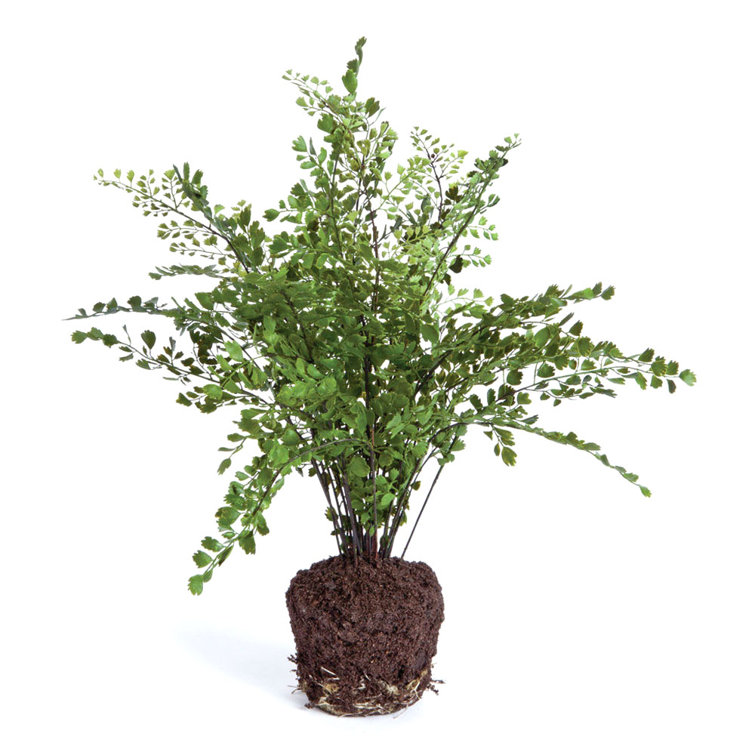 18" Green Plastic Maidenhair Fern Topiary