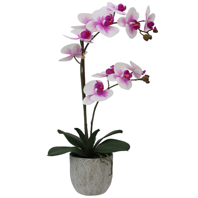 22-Inch White and Fuchsia Orchid in Embossed Plastic Pot
