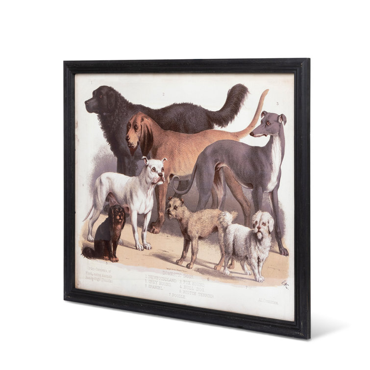 Black Framed Canvas Print of Domestic Dogs