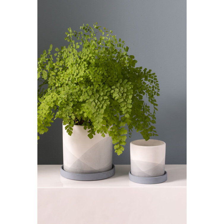 Carlita Blue and White Ceramic Pot Planter with Saucer