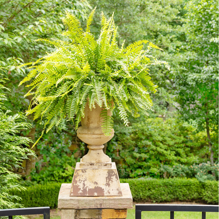 Large Rustic Aged Metal Garden Urn Planter
