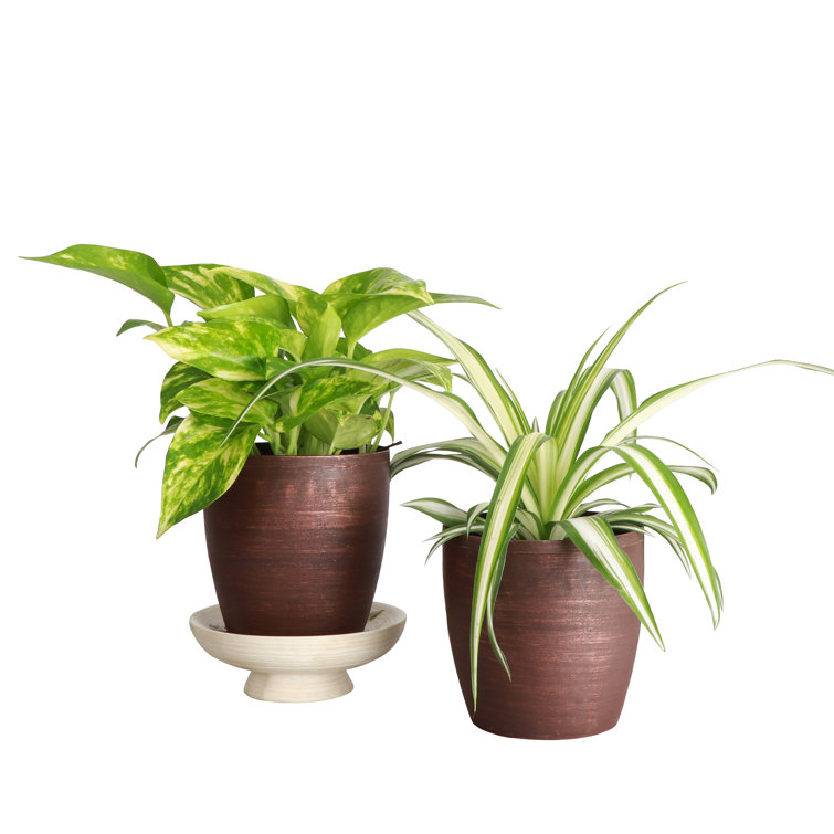 Live Air Purifying Houseplant Set in Classic Pots
