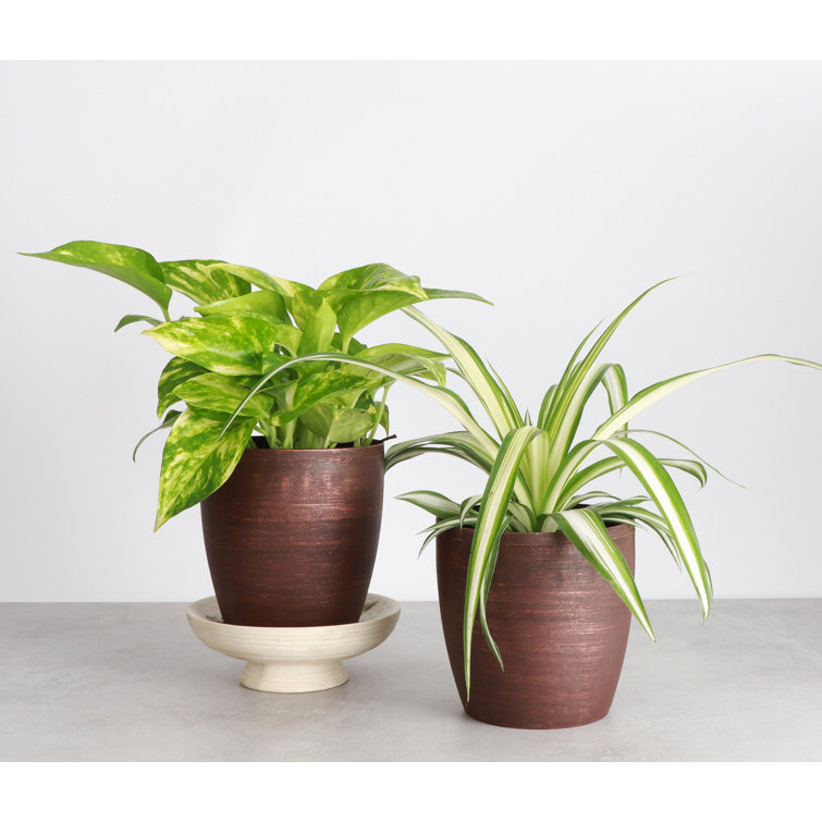 Live Air Purifying Houseplant Set in Classic Pots