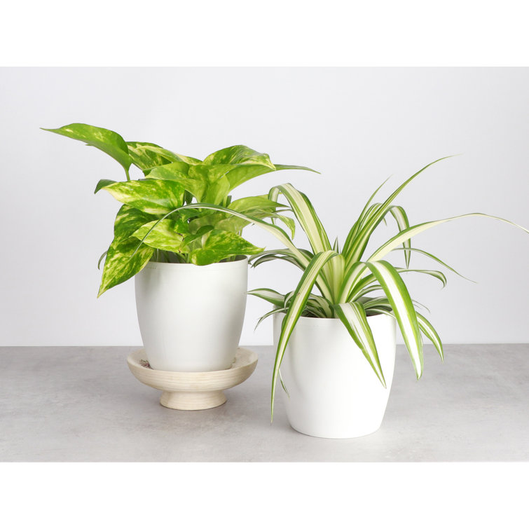 White Ceramic Indoor Air Purifying Houseplant Set