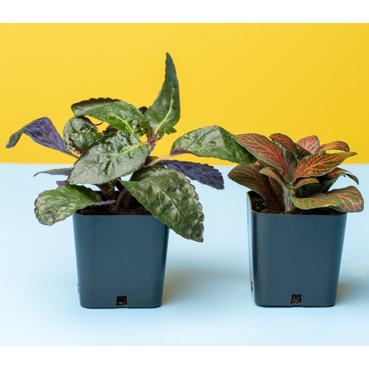 Assorted Easy Care Houseplants in 2" Plastic Pots
