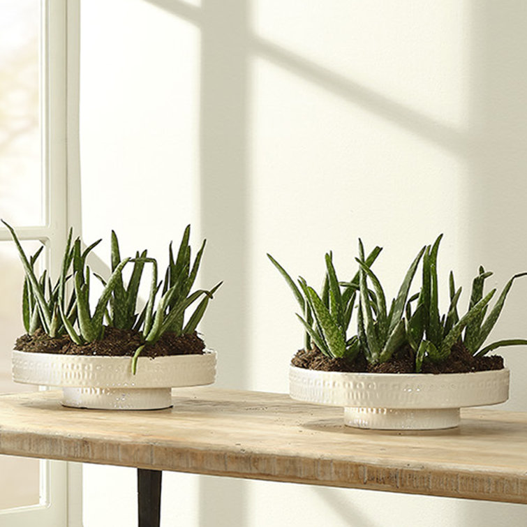 Coco Handmade Geometric Ceramic Decorative Bowl - White