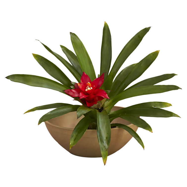Taupe Classic Transitional Round Tabletop Planter for Indoor & Outdoor
