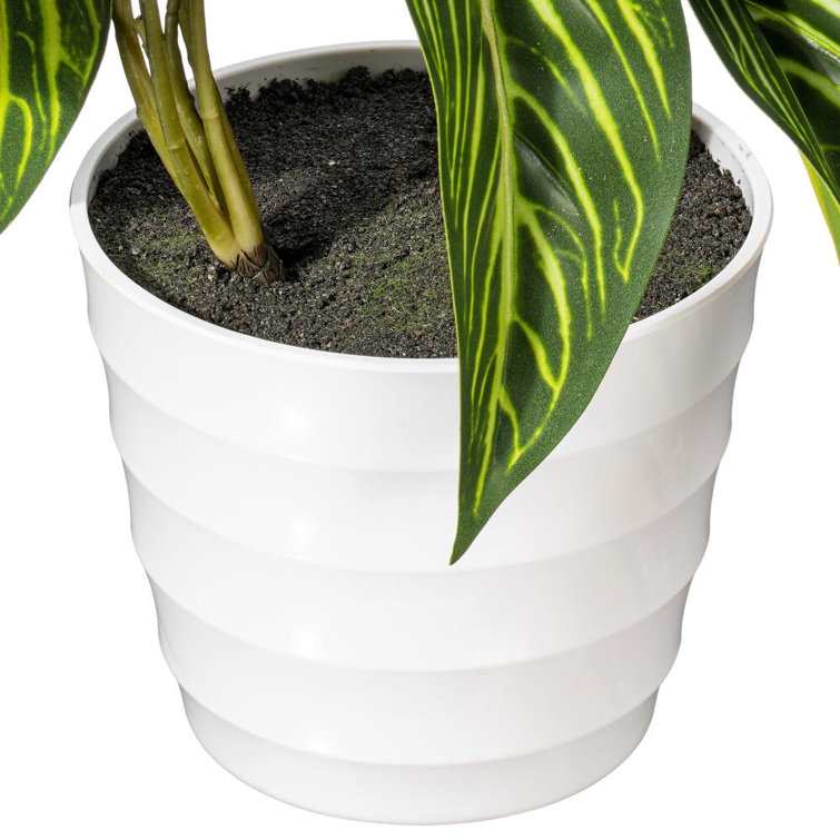 21.6'' Green Alocasia in White Ceramic Pot