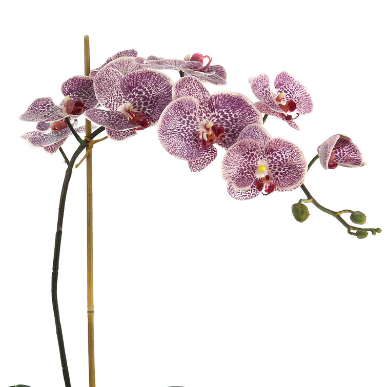 Purple Polysilk Orchid Floral Arrangement in Glass Vase