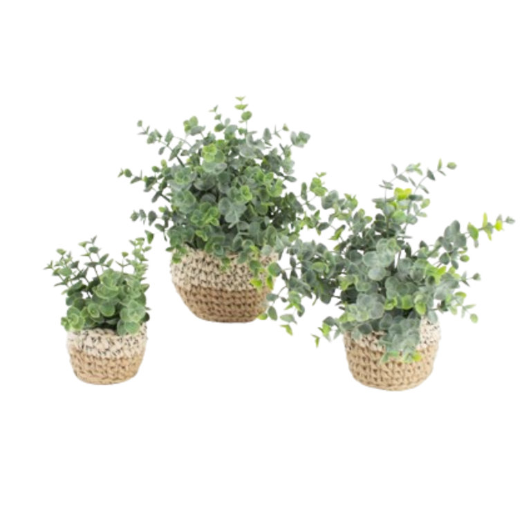 Trio of Lifelike Eucalyptus Greenery in Handwoven Pots