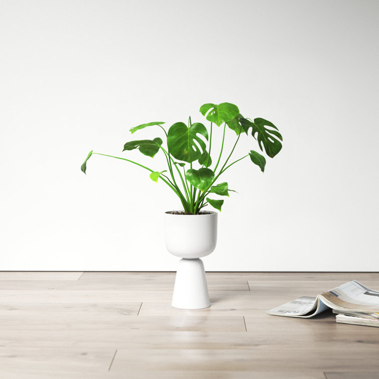 Scandinavian Matte White Ceramic Tabletop Planter, 11.81"