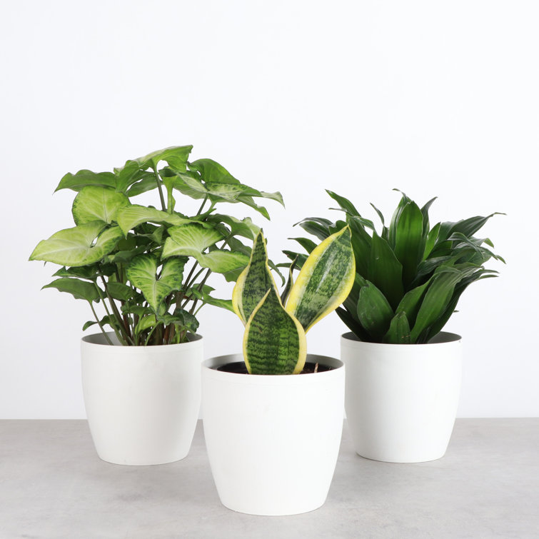 Set of 3 Indoor Green Plants with White Plastic Pots