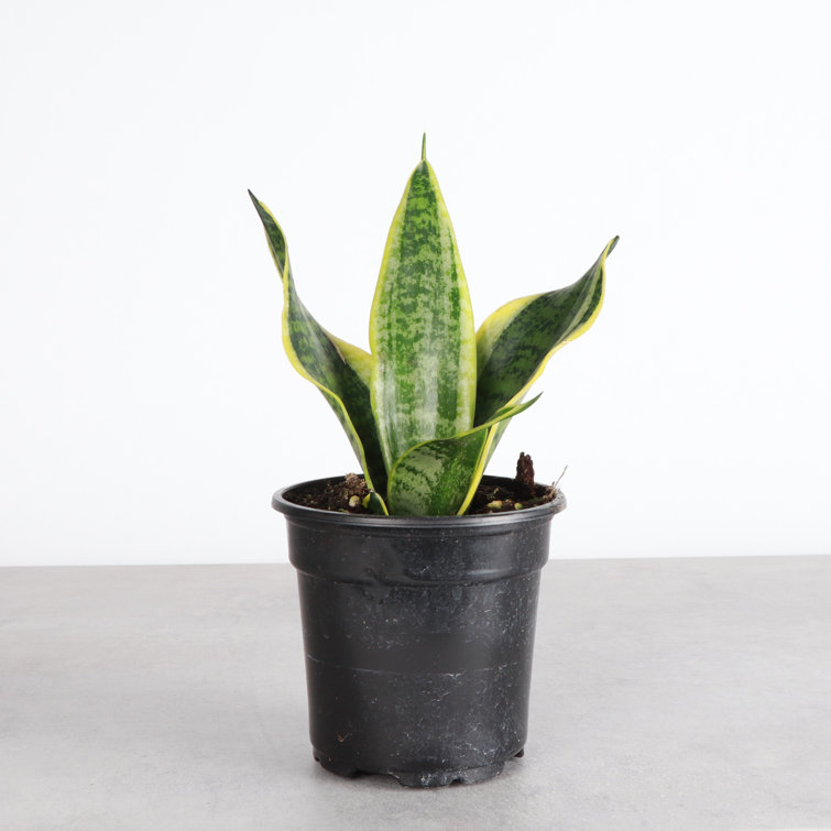 Compact Yellow and Green Snake Plant in Terracotta Pot