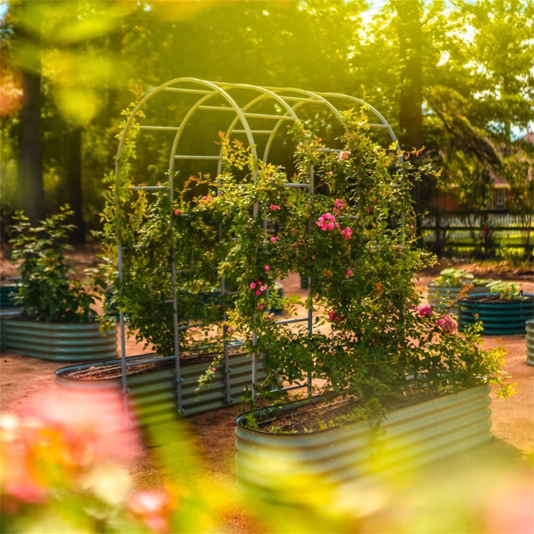 Arched Black Metal Garden Trellis for Climbing Plants