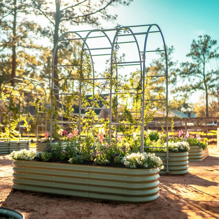 Arched Black Metal Garden Trellis for Climbing Plants