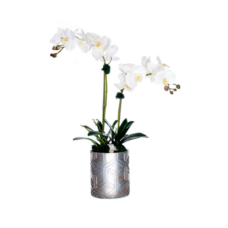White Phalaenopsis Orchid with Moss in Silver Pot