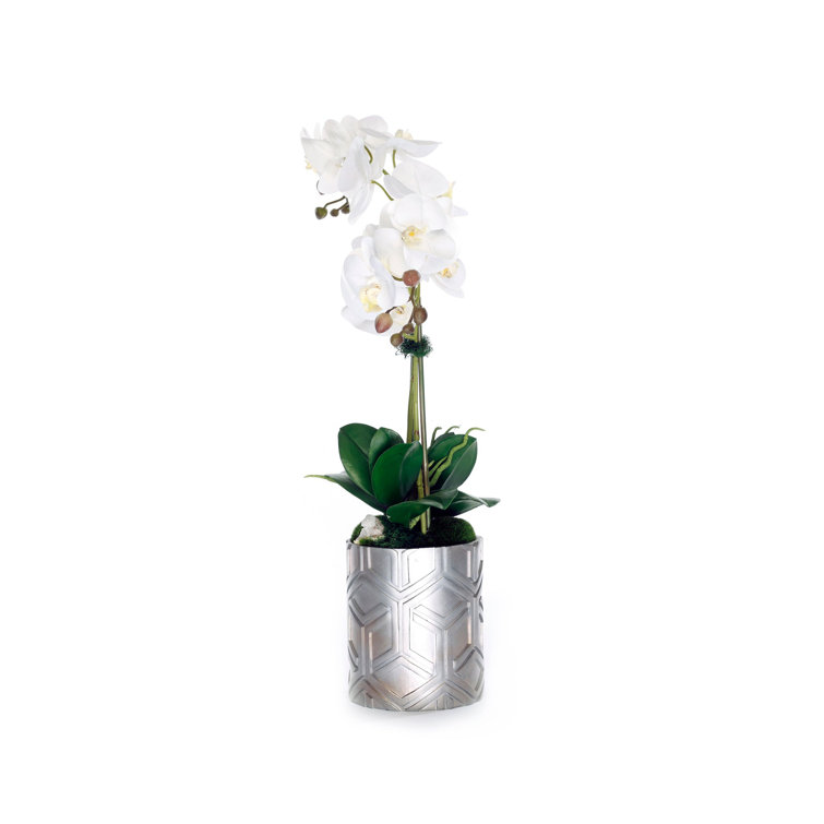 White Phalaenopsis Orchid with Moss in Silver Pot
