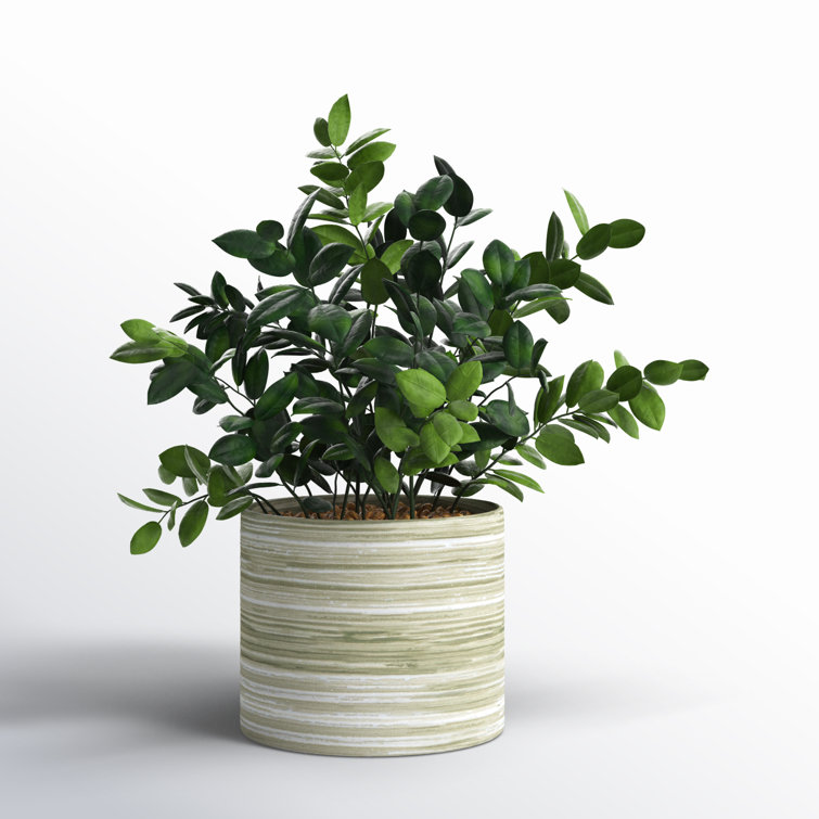 Compact Green Artificial Eucalyptus in Round Pot