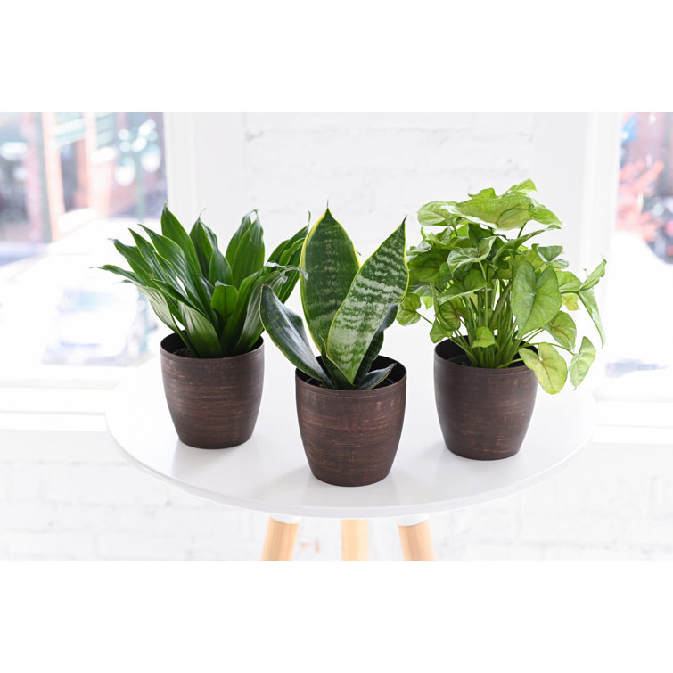 Set of 3 Indoor Green Plants with White Plastic Pots