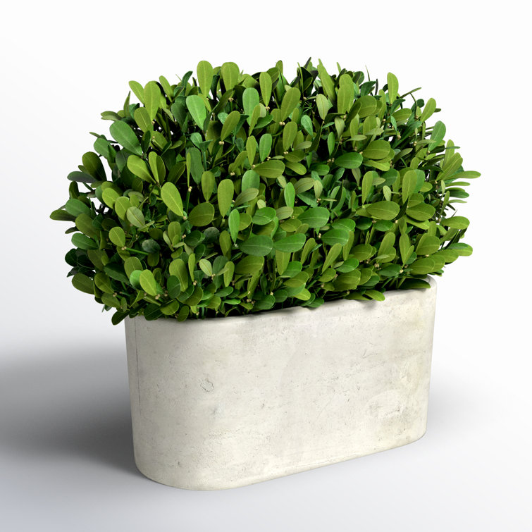 Green Boxwood Topiary in White Ceramic Pot