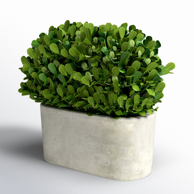 Green Boxwood Topiary in White Ceramic Pot