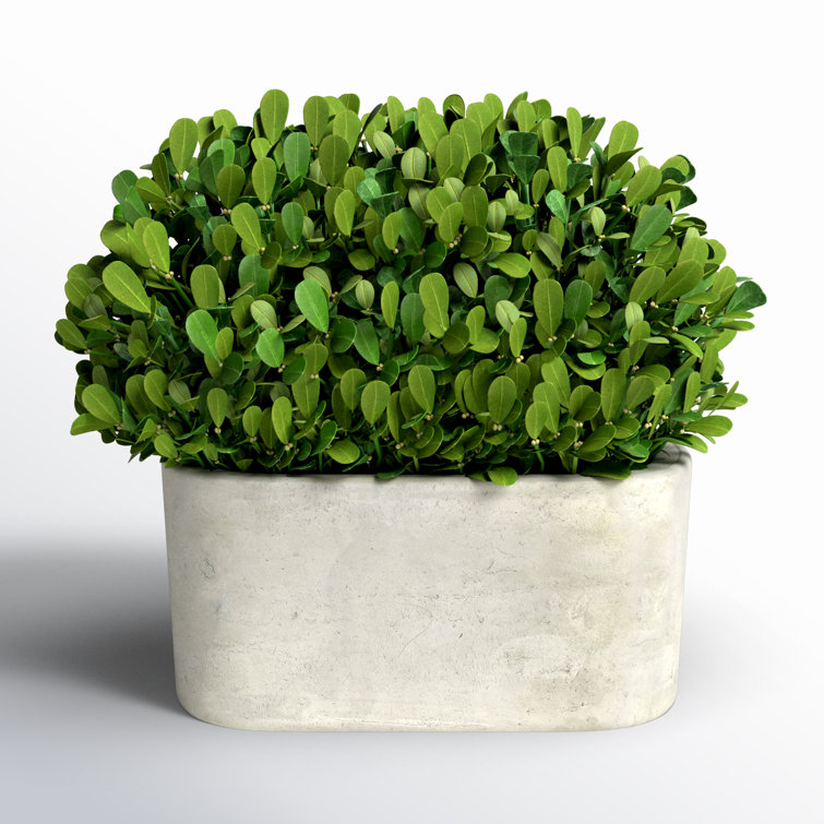 Green Boxwood Topiary in White Ceramic Pot
