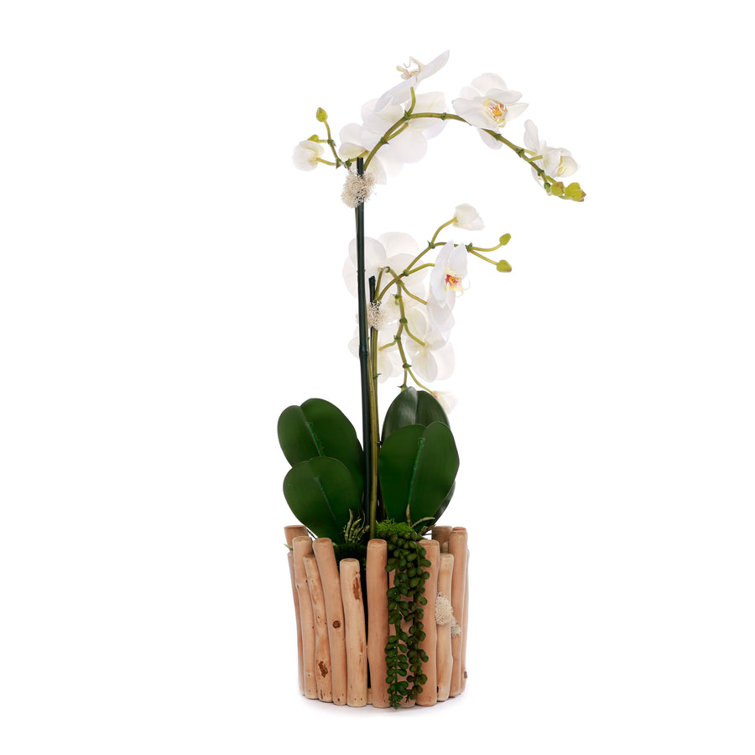 White Orchid Arrangement in Wooden Branch Planter