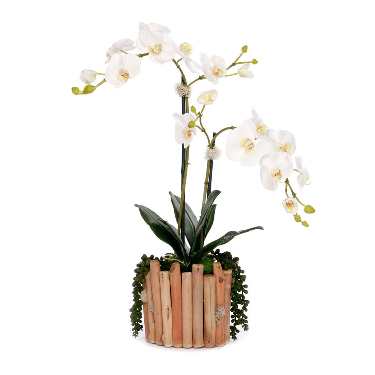 White Orchid Arrangement in Wooden Branch Planter