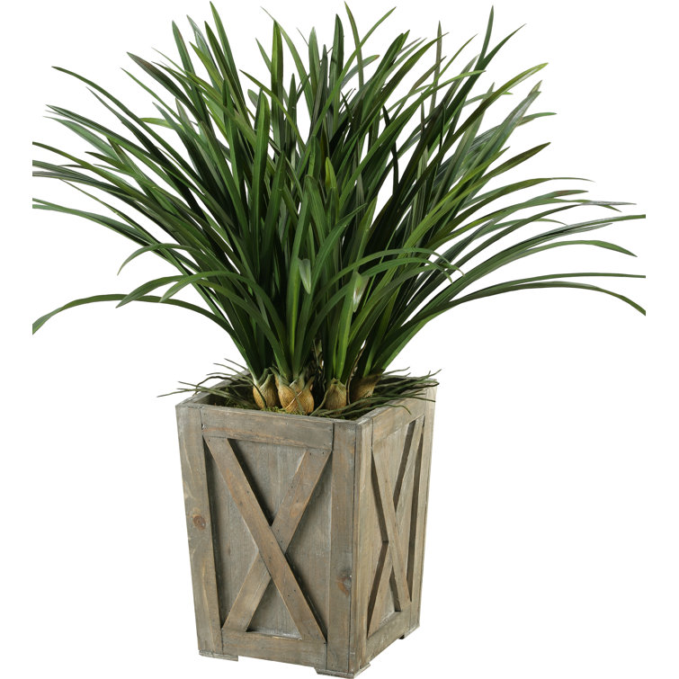 Winter Areca Grass 36" Potted Arrangement in Weathered Grey Planter
