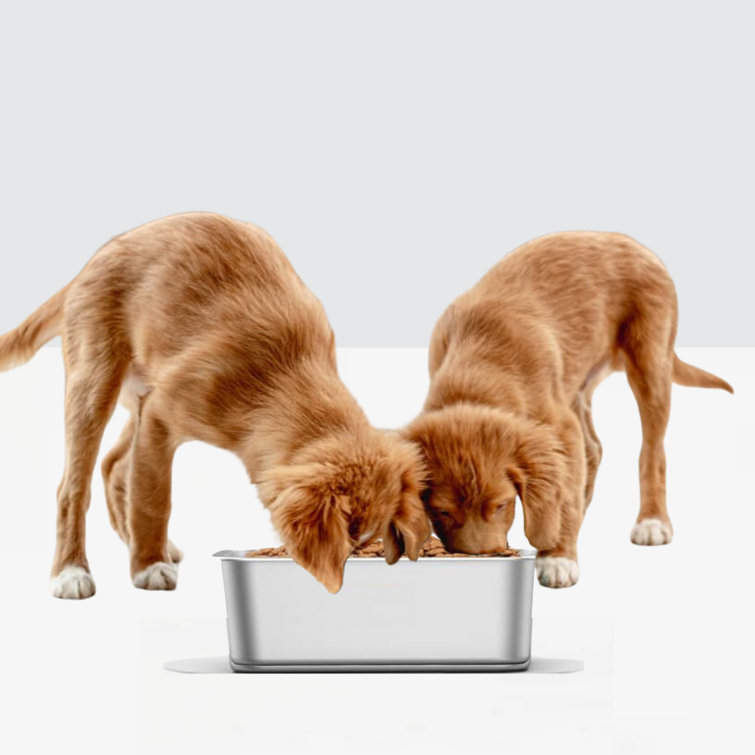 Large Clear Acrylic Elevated Trough Dog Bowl Feeder